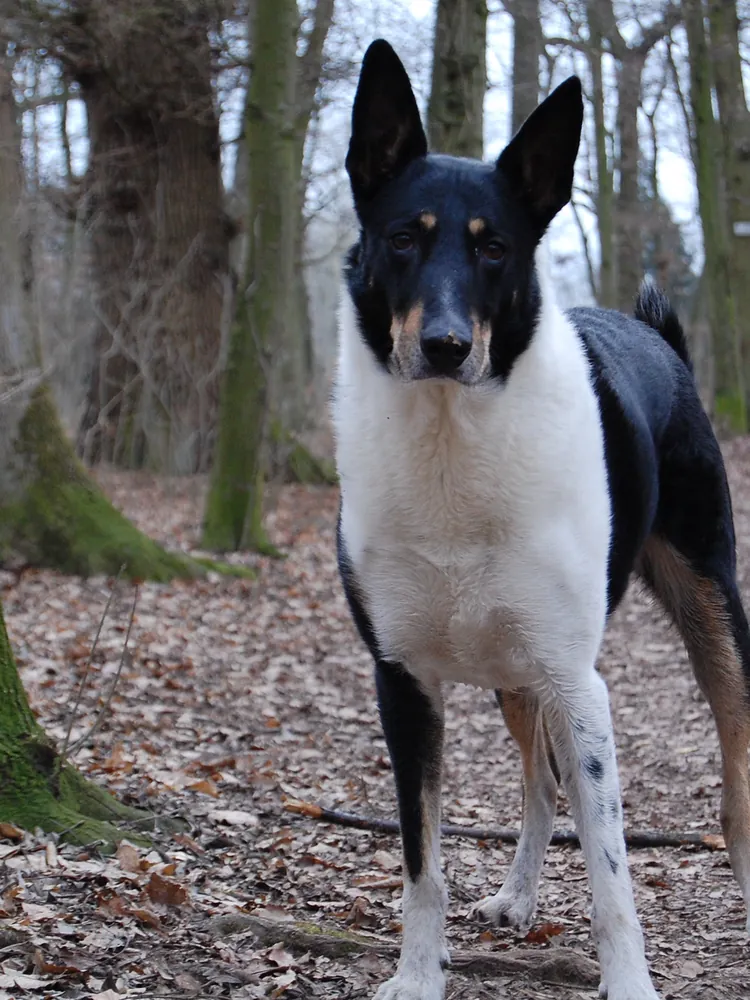 Diego, der eigene Hund von Massimiliano Marziano