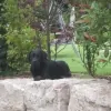 Hündin Nala, Erfolgsgeschichte Leinenstress der Hundeversteher Stuttgart